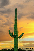 Saguaro East of Sunset 24899 Photograph by Mark Myhaver Saguaro East of Sunset 24899 Photograph by Mark Myhaver
