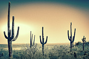 Saguaro Landscape Split Tone Photograph by Jennifer Wright Saguaro Landscape Split Tone Photograph by Jennifer Wright