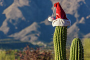 Saguaro Santa 2 Photograph by Karen Smale