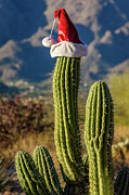 Saguaro Santa Photograph by Karen Smale