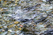 Salmon 15A Photograph by Sally Fuller