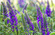 Salvia Sway Digital Art by Macro Abundance Art Salvia Sway Digital Art by Macro Abundance Art