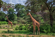 Samburu Observation no. 551 Photograph by Jonathan Babon
