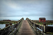 San Francisco Wildlife Refuge Bridge Photograph by Lindsay Thomson