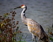 Sand Hill Crane Photograph by Mary Walchuck