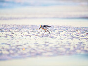 Sanderling Wave at Dawn Photograph by Rachel Morrison