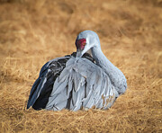 Sandhill Crane Amidst the Colors of Harvest in New Mexico Photograph by Rebecca Herranen