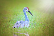 Sandhill Crane at Sunrise Photograph by Mark Andrew Thomas Sandhill Crane at Sunrise Photograph by Mark Andrew Thomas