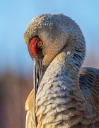 Sandhill Crane Photograph by Brad Bellisle