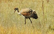 Sandhill Crane Colt Photograph by Nicola Finch
