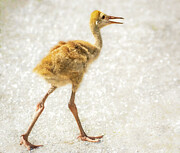 Sandhill Crane Colt Photograph by Rebecca Herranen