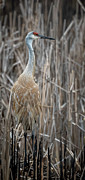 Sandhill in the Cattails Photograph by Laura Hedien