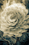 Santa Barbara Succulent#19 Photograph by Jennifer Wright Santa Barbara Succulent#19 Photograph by Jennifer Wright