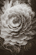Santa Barbara Succulent#20 Photograph by Jennifer Wright Santa Barbara Succulent#20 Photograph by Jennifer Wright