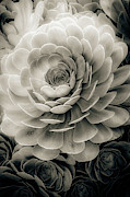 Santa Barbara Succulent#21 Photograph by Jennifer Wright Santa Barbara Succulent#21 Photograph by Jennifer Wright