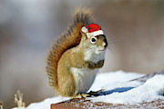Santa Squirrel Photograph by Brook Burling