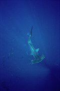 Scalloped Hammerhead Photograph by Flip Nicklin