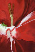 Scarlet and White Gladiolus, August Birth Flower Painting by Elizabeth Reich