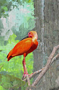 Scarlet Ibis Photograph by Bentley Davis Scarlet Ibis Photograph by Bentley Davis