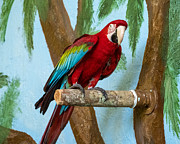 Scarlet Macaw at Sarasota Jungle Gardens Photograph by L Bosco