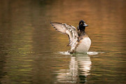 Scaup in the Water II Photograph by Alyssa Tumale