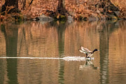 Scaup on the water. Photograph by Alyssa Tumale