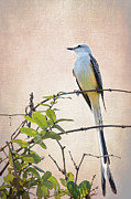 Scissor-tailed Flycatcher Oklahoma State Bird Photograph by Debra Martz Scissor-tailed Flycatcher Oklahoma State Bird Photograph by Debra Martz