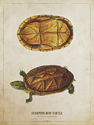 Scorpion mud turtle Digital Art by Aged Pixel