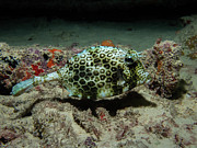 Scrawled cowfish Photograph by Brian Weber Scrawled cowfish Photograph by Brian Weber