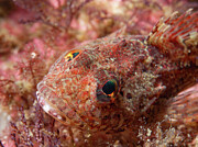 Sculpin camouflage Photograph by Brian Weber Sculpin camouflage Photograph by Brian Weber