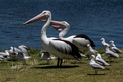 Sea Birds Photograph by John Haldane