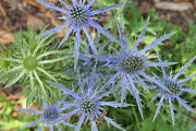 Sea Hollies in bloom Photograph by Bentley Davis Sea Hollies in bloom Photograph by Bentley Davis