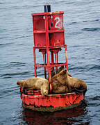 Steller's Sea Lions Resting on a Buoy. Photograph by Jim Thompson