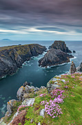 Sea-pinks at Malin Head in the Blue Hour - Portrait Version, Co Donegal, IRELAND Photograph by Adrian Hendroff