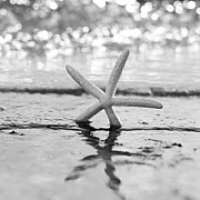 Sea Star BW Photograph by Laura Fasulo Sea Star BW Photograph by Laura Fasulo