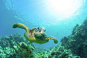 Sea Turtle Hawaii Photograph by Michael Swiet