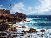 Seabird Aruba Photograph by Robert Niemeier Seabird Aruba Photograph by Robert Niemeier