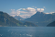 Seagull above Lake Lucerne with Alps in Switzerland Photograph by Mary Lee Dereske