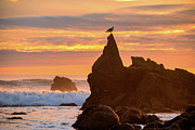 Seagull on Top of a Rock at Sunset Photograph by Matthew DeGrushe Seagull on Top of a Rock at Sunset Photograph by Matthew DeGrushe