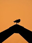 Seagull Pinacle Photograph by Beth Myer Photography