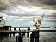 Seagull's landing Photograph by Anamar Pictures