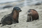 Will you play with me Photograph by Puttaswamy Ravishankar Will you play with me Photograph by Puttaswamy Ravishankar
