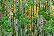 Lemon and Lime - Aspen Colors -Fall's Seasonal Contrast Photograph by Bonnie Colgan Lemon and Lime - Aspen Colors -Fall's Seasonal Contrast Photograph by Bonnie Colgan