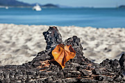 Seasons Change Love Remains Photograph by Az Jackson Seasons Change Love Remains Photograph by Az Jackson