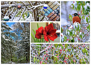 Seasons Greetings Photograph by PJQandFriends Photography Seasons Greetings Photograph by PJQandFriends Photography
