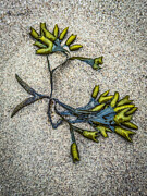 Seaweed Still Life Photograph by Cate Franklyn