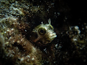 Secretary blenny peeking out Photograph by Brian Weber Secretary blenny peeking out Photograph by Brian Weber