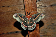 Secropius Photograph by David Armstrong