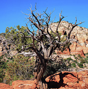 Sedona Photograph by Joe Schofield