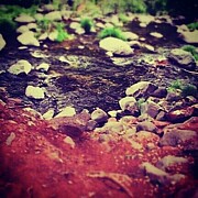 Sedona River Rocks Photograph by Cherry Vercher
